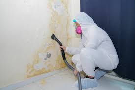 Best Environmental Consulting for Mold Prevention  in Nashua, IA